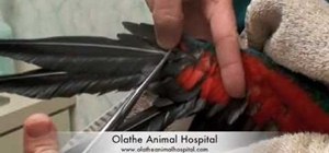 Trim a pet bird's wing with scissors and care