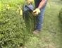 Trim a hedge with straight edges