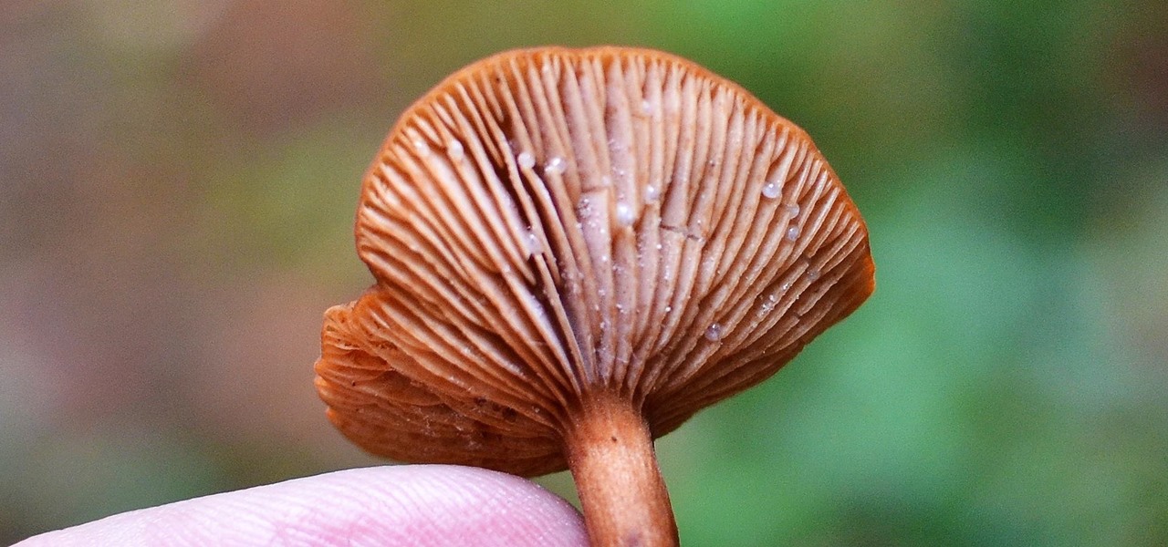 The Mushroom That Tastes Like Candy