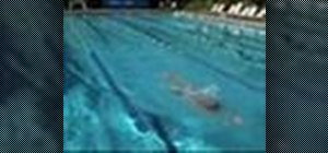 Swim competitive breaststroke