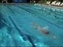 Swim competitive breaststroke - Part 4 of 15