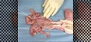 Dissect a female cow reproductive tract