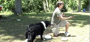 Teach your dog to play frisbee