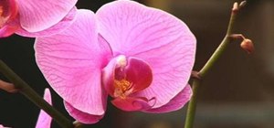Water Phalaenopsis orchids