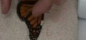 Fix a live butterfly's broken wing