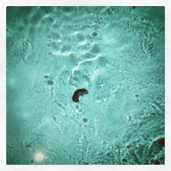 Instagram Challenge: Dead Squirrel in a Pool
