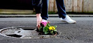 Beautifying London One Pothole at a Time