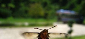 A Moth Pretending to Be a Bee in Thailand