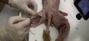 Dissect a cat to see the anatomical muscles