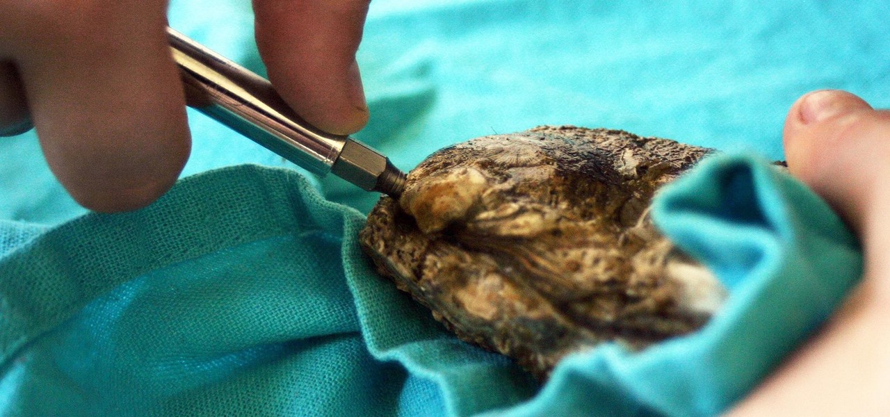 Shuck an Oyster Without an Oyster Knife