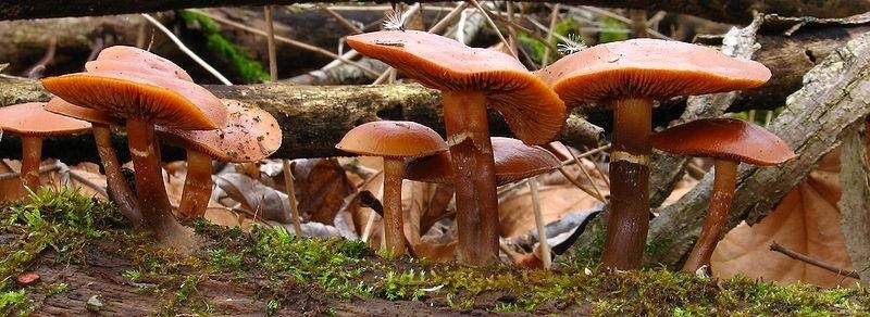 Watch Out Amateur Mushroom Hunters — Death Caps Are Nothing to  Mess With