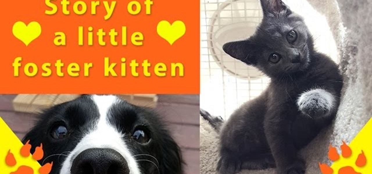 How to Care for a Stray Kitten