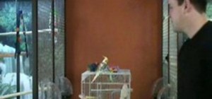 Train a pet cockatiel to do tricks