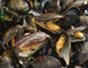 Cook delicious moules marinière with fresh (and lively) mussels