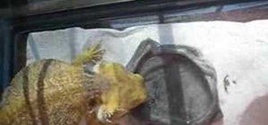 Teach a bearded dragon to drink from a water dish