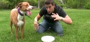 Get your dog interested in frisbee