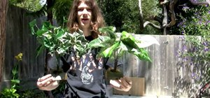 Make money-saving standing reptile plants