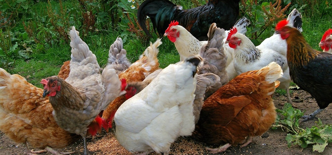 Watch Your Flock, Salmonella Outbreaks from Backyard Birds Are at an All Time High