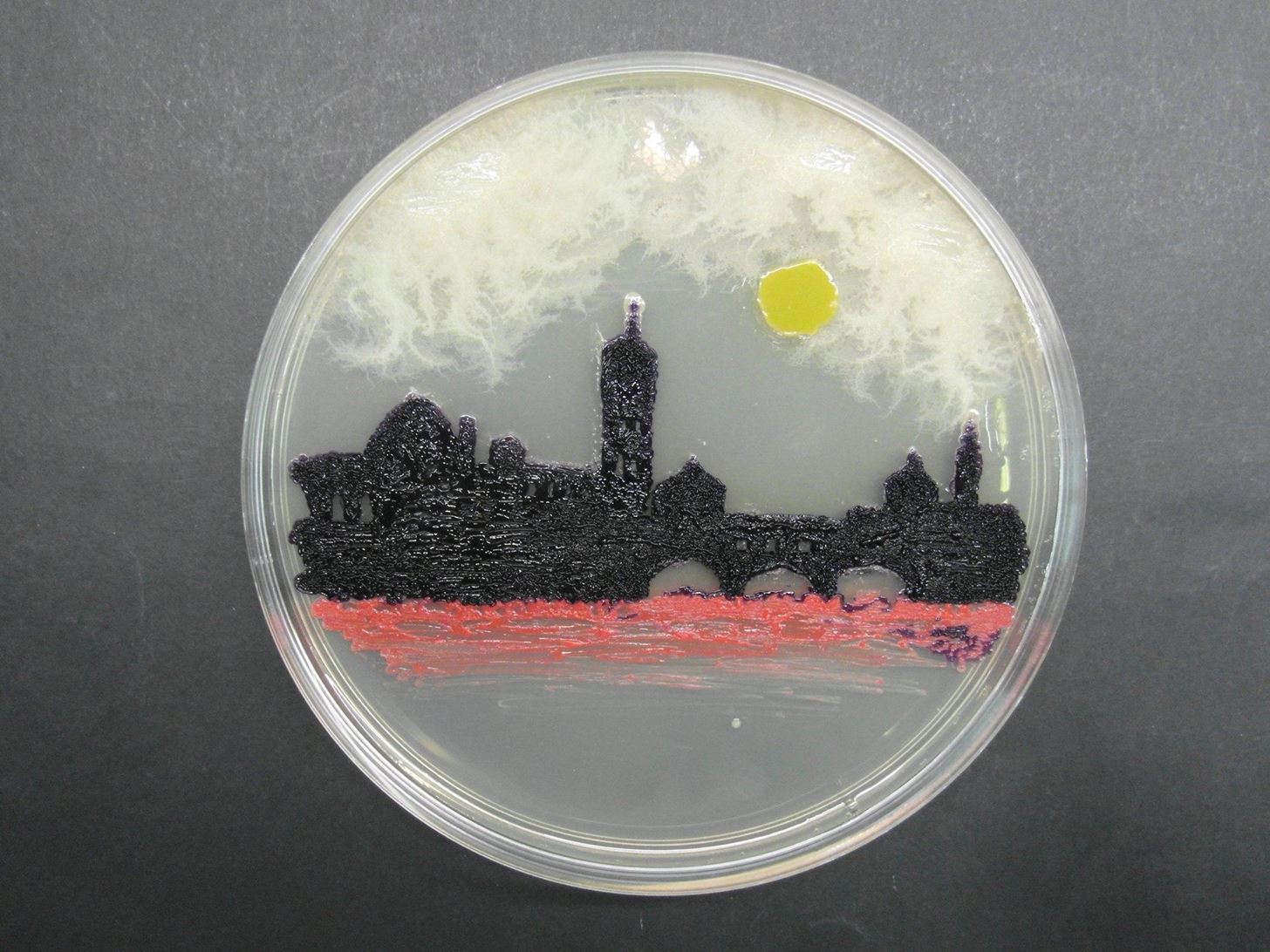 Our 11 Favorite Bacteria Art Submissions from ASM's Petri-Dish Picasso Contest