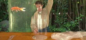 Use plexiglass to create a "fish tube" for your pond
