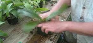 Repot a Phalaenopsis orchid in a bark mix