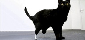 World's First Bionic Cat