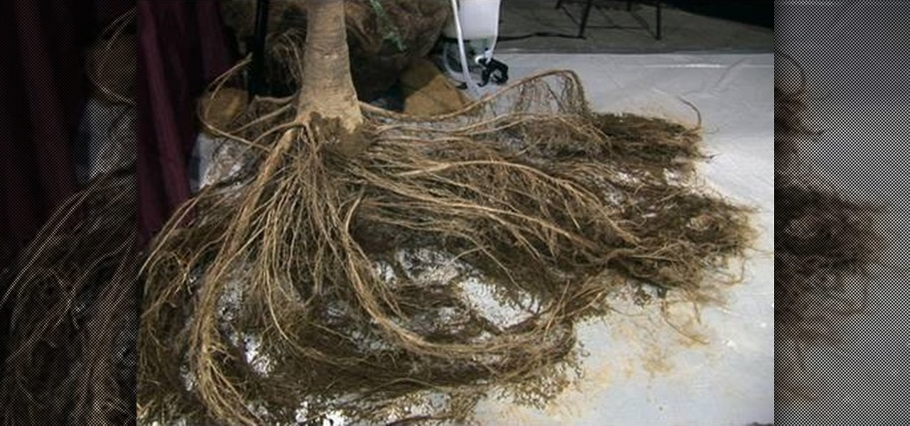 How to Move large trees without damaging the roots « Gardening :: WonderHowTo