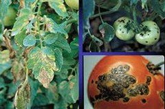How to Save Your Tomatoes From Rats And Rot