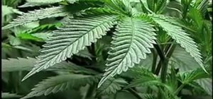 Cultivate medical marijuana
