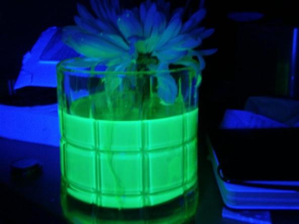 Prank Your Friends with Radioactive-Looking Mutant Plants That Glow Under Black Light