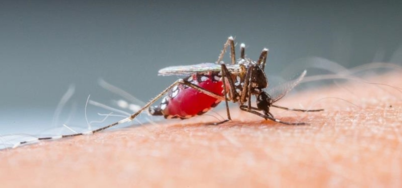 Keep Mosquitoes & Other Annoying Bugs Away from Your Campfire or Backyard Fire Pit