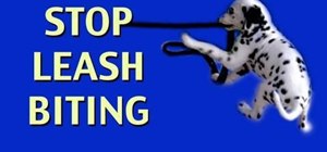 Train your dog to stop biting its leash on walks