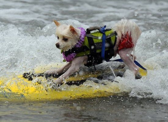 Believe It Or Not, These Dogs Are "Serious" Surfers