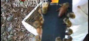 Spot the queen bee in the beehive and split the hive