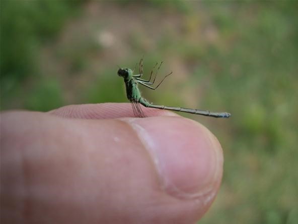 Dragon Safari: The Incredible Metamorphosis from Nymph to Dragonfly