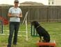 Train a dog paw tricks - Part 2 of 5