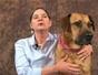 Use acupressure on a dog with wrist arthritis - Part 8 of 16