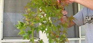 Prune a Japanese maple tree pre bonsai