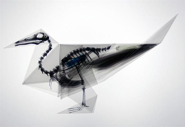 Origami X-Ray Skeletons of Endangered Animals