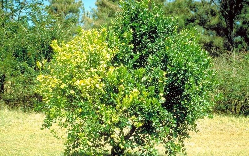 How a Vaccine Could Protect Florida's Orange Trees