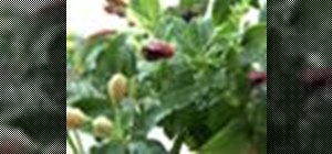 Take care of Fuschia plants in your garden