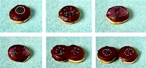 Krispy Kreme Mitosis