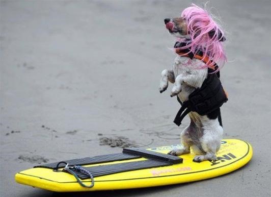 Surf Dog Contest Photos