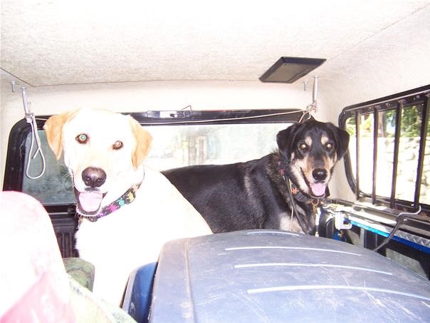 Pictures of Two Traveling Hounds