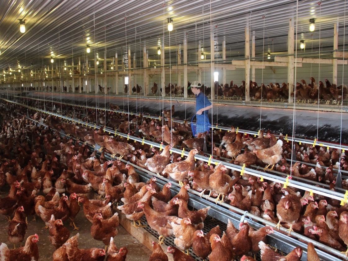 Organic, Cage-Free, Natural: The Truth Behind Egg & Chicken Labels