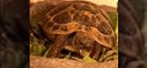 Care for baby tortoises