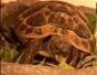Care for baby tortoises