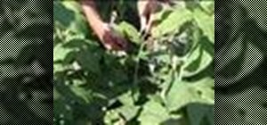 Get rid of raspberry plant pests