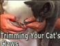Trim your cats claws