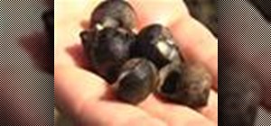 Prepare and eat Portuguese style periwinkle snails